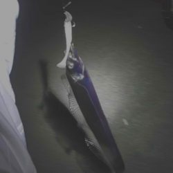 連日太刀魚釣果